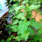 Wel Thibbatu | Solanum trilobatum