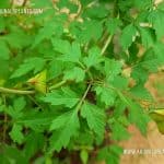 Wel Penela | Cardiospermum halicacabum | Balloon Vine