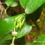 Sapsanda | Aristolochia indica | Indian Birthwort