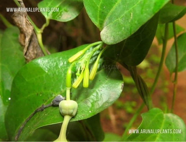 Sapsanda | Aristolochia indica | Indian Birthwort