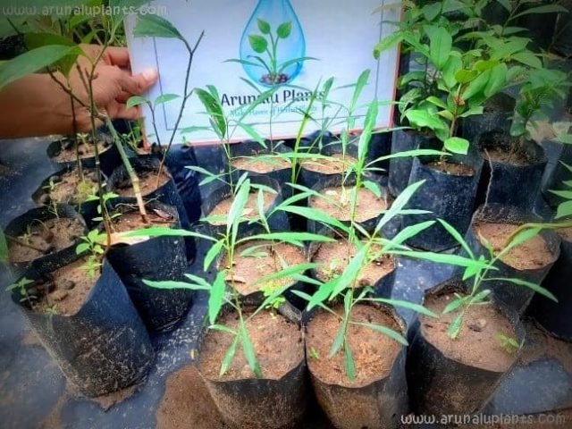 Medicinal Plants - හීන් අනිත්ත - Heen Aniththa