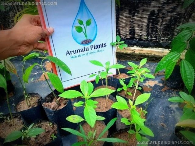 Medicinal Plants මහ අනිත්ත - Aniththa - Rhinacanthus nasutus