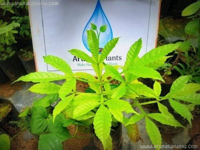 Medicinal Plants-මිල්ල-Kaha Milla-Vitex altissima