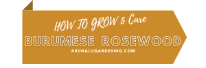 How to Grow & Care burumese rosewood