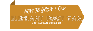 How to Grow & Care elephant foot yam
