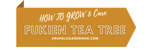 How to Grow & Care fukien tea tree