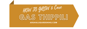 How to Grow & Care gas thippili