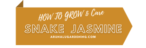 How to Grow & Care snake jasmine
