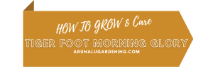 How to Grow & Care tiger foot morning glory