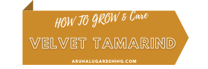How to Grow & Care velvet tamarind