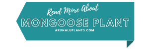 More Info mongoose plant