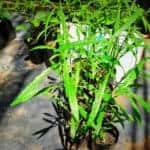 Heen Aniththa | Rhinacanthus polonnaruwensis