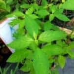 Maha Aniththa | Rhinacanthus nasutus | Snake Jasmine