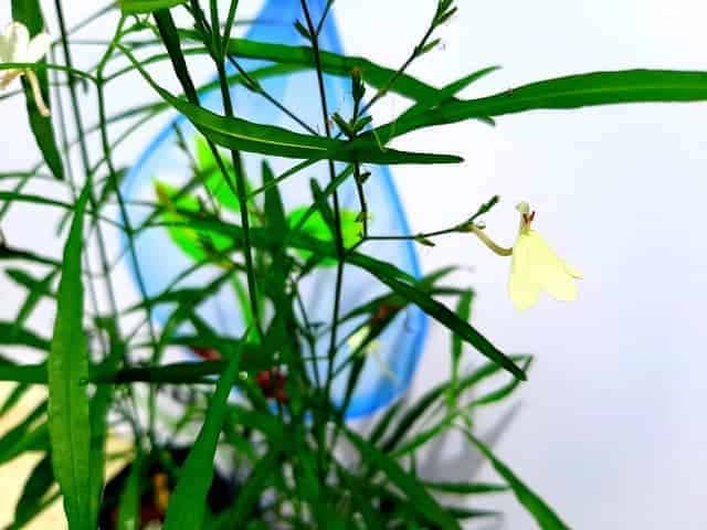 Rhinacanthus polonnaruwensis