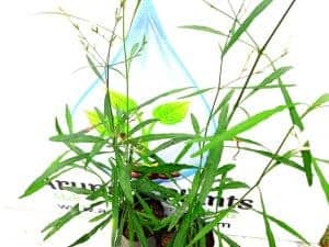 Rhinacanthus polonnaruwensis 