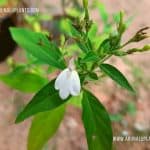 Maha Aniththa | Rhinacanthus nasutus | Snake Jasmine