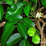 Kalawel | Derris trifoliata