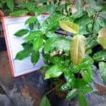 Kalawel | Derris trifoliata