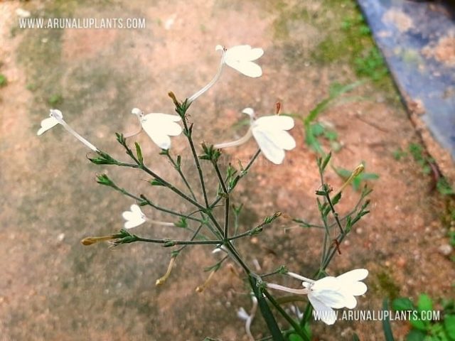 endemic medicinal plants in sri lanka