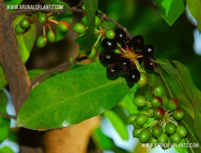 Kalatiya | Polyalthia suberosa | Wild Fruits in Sri Lanka