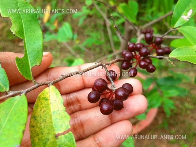 wild fruits in sri lanka