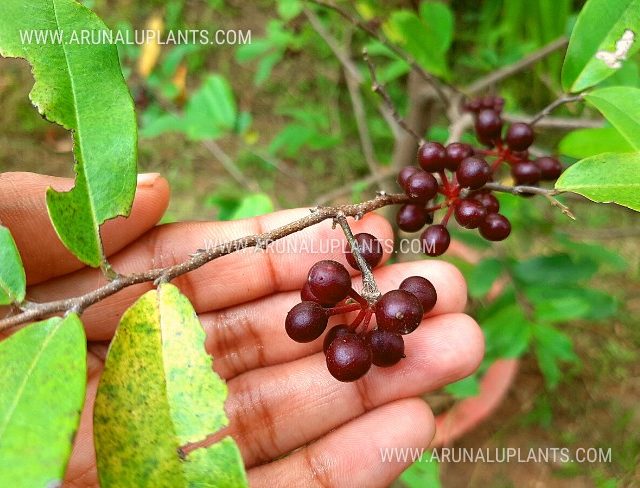 wild fruits in sri lanka