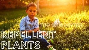 Read more about the article What Plants Repel Mosquitoes: 4 Best  Suit to You