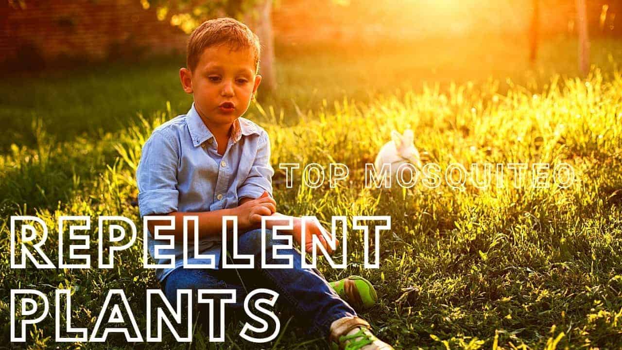 Read more about the article What Plants Repel Mosquitoes: 4 Best  Suit to You