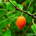 Munamal | Mimusops elengi | Spanish Cherry