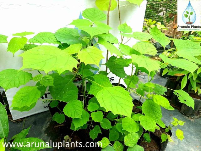 ayurvedic plants in sri lanka