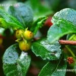 Heen Thambala | Ehretia microphylla | Fukien Tea