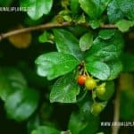 Heen Thambala | Ehretia microphylla