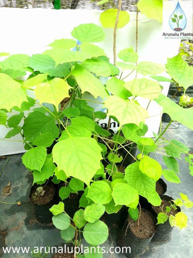 herbal plants in sri lanka