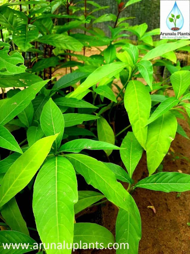 pawattta plant