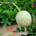 Divul | Limonia acidissima | Wood – Apple