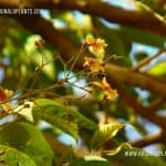 Dunumadala | Stereospermum colais | Yellow Snake Tree