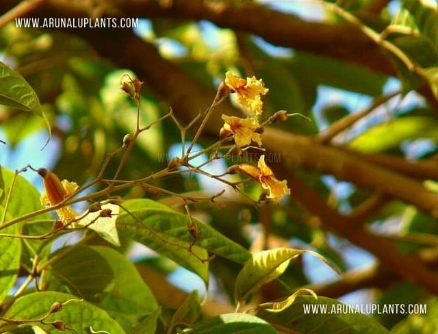 Dunumadala | Stereospermum colais | Yellow Snake Tree