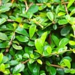 Heen Thambala | Ehretia microphylla | Fukien Tea
