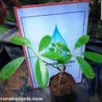 Iththa | Schefflera heterobotrya | Australia Umbrella Tree