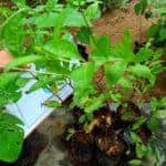 Marathondi | Lawsonia inermis | Henna Tree