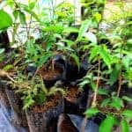 Kurigngnan | Gymnema lactiferum | Ceylon Cow Plant