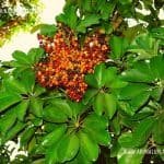 Iththa | Schefflera heterobotrya | Australia Umbrella Tree
