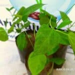 Kiri Aguna | Tylophora pauciflora