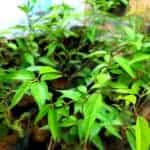 Kurigngnan | Gymnema lactiferum | Ceylon Cow Plant
