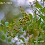 Marathondi | Lawsonia inermis | Henna Tree