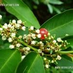 Dodam Pana | Glcosmis pentaphylla | Orange Berry