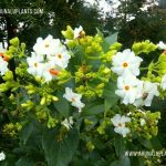 Sepalika | Nyctanthes arbor-tristis | Coral Jasmine