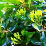 Karabu | Clove | Syzygium aromaticum | Clove
