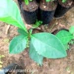 Dodam Pana | Glcosmis pentaphylla | Orange Berry