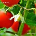 Nai Batu | Solanum capsicoides | Cockroach Berry